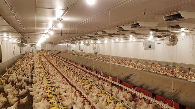 EU makes a move to prevent Britain from importing US chicken